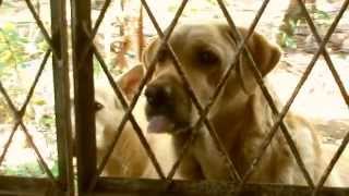 Labrador Amazing ! Funny too!! Labrador female Nancy vs Roni (cross)