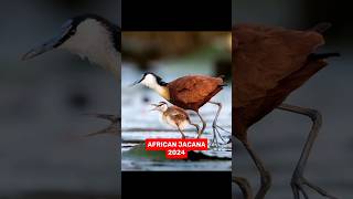 African Jacana VS 5000 BCE OLD African Jacana. #shorts