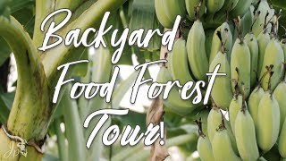 Backyard Food Forest Tour!  HTX (Summer/2019)