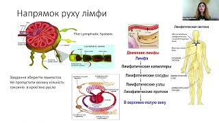 Здоров'я лімфатичної системи