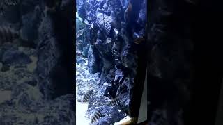 aquarium aquascape terunik koleksi Praja Aquascape Madiun #shorts #aquascape #aquascapemadiun