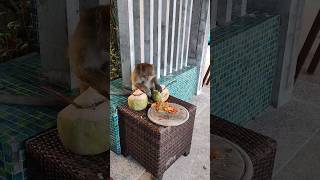 FUSSEY EATER #pizza #food #monkey #thailand #krabi #railaybeach #adventure #travel #world  #diet