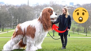 10 Most Giant Dog Breeds in the World | Which one should you get for yourself?