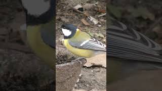 Синица на водопое. (Parus major, Great Tit).