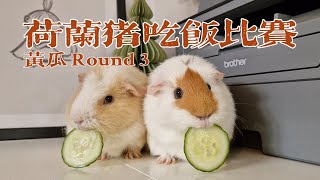 【荷兰猪】小猪猪吃饭比赛Guinea Pig's Eating Contest：黄瓜Cucumber Round 3