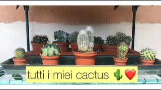 I MIEI CACTUS #2 \\BELLISSIMI!