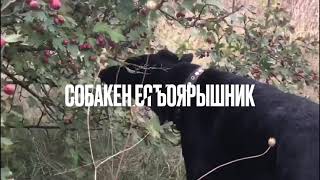 Собака ест боярышник. Боярка. Приколы.