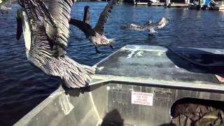 Airboating with Pelicans and Ina