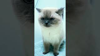 Biar banyak njajan, kalo kebanyakan ngurusi hidup orang kan itu anda #kucing #lucu #fyp #reel #short