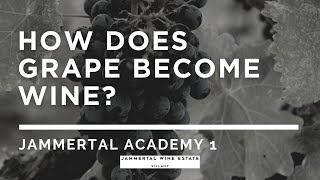 How does grape become wine? Jammertal Academy 1