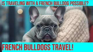 Traveling With a French Bulldog: Tips and Tricks