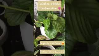 My “Calathea Orbifolia” Transformation 😍| 2021-2022😍