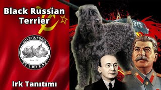 Black Russian Terrier - Köpek Irkı Tanıtımı - Sovyetler Birliği - Josef Stalin