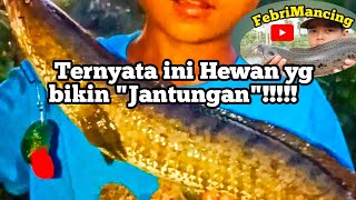 Tarik-tarikan sama ikan sampai panik bikin jantungan!!!!//gak disangka sekuat ini//mancing