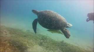 Reef Diving in Hurghada 2014