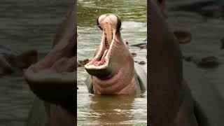 Hippo 🦛 #wildlife #youtubeshorts #hippo