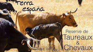 Voyage Espagne : visite d'une réserve de taureaux et chevaux