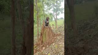 Monkey 🐒 catching #shorts #anime #wildlife #viralreels #nature #trending #reelsvideo #reels #jayram🙏