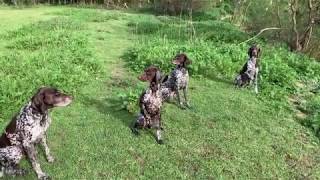 GSP Puppy retrieving with "get over" water and simple mark