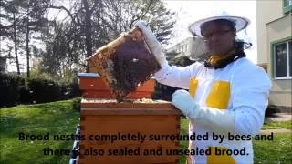 Spring development in Thermosolar Hive