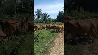 "Escuela de Pastoreo ACOGANAR: Ganadería Criolla Regenerativa en el Hato Campo Alegre 🐂🌾"