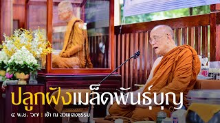 ปลูกฝังเมล็ดพันธุ์บุญ : 4 พ.ย. 67 เช้า ณ สวนแสงธรรม | หลวงพ่ออินทร์ถวาย สันตุสสโก