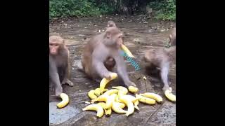 Monkeys and bananas