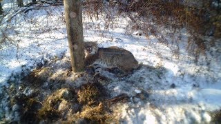 Bobcat Release Without a Catch Pole