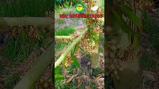 Durian Montong Berbunga Lebat #shorts #durianmontong #bibitdurian #jualbibit #bibitmurah