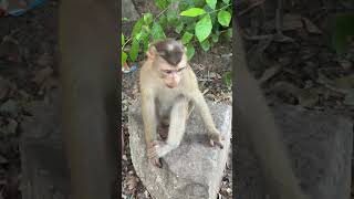 Funny monkey on clip each , Enjoy  92 ☺️ Lucy