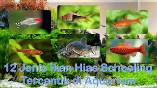 12 Jenis Ikan Hias Schooling Tercantik di Aquarium