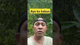 Ayo ke kebun #youtuberpemula