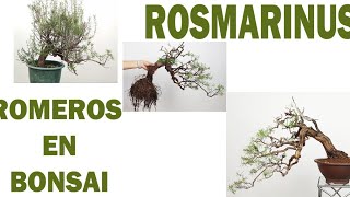 ROMEROS EN BONSAI