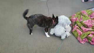 Betty Girl Giving Her Ted A Slap Around The Room. #betty #chihuahua #amputee