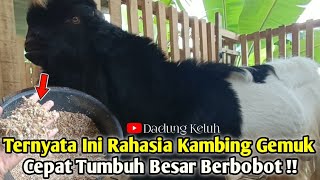 Ternyata Ini Resep Pakan Yang Bisa Membuat Kambing Gemuk Cepat Tumbuh Besar Dan Berbobot !!