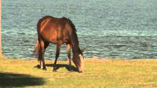 Cumberland Island National Seashore Georgia