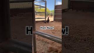 New Chickens Meet their Sister #wtf #nope #farmlife #chicken #minidonkey #hellnaw #siblings