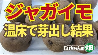 ジャガイモ芽出し。天気が悪く浴光催芽できないので籾殻温床で発芽がはやくなるのか試してみた。　2/11