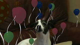 Rhum the Jack Russell Terrier sings happy birthday to Lorraine Kelly, accompanied by the Bagpipes.