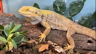 How To Set Up A Habitat For A Bearded Dragon ~Arid  Bioactive Bearded Dragon Vivarium