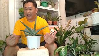 caretips for sanseveria robusta blue