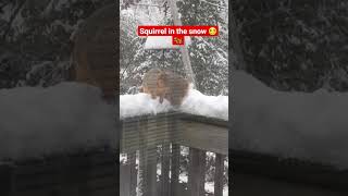 Squirrel in the snow #shorts #squirrel #animals #snow