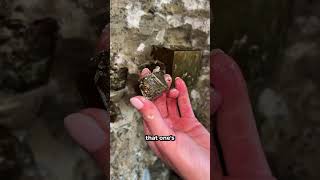 The Biggest Pyrite Crystal We Ever Found! #shorts #pyrite #digging #minerals #crystals #mining