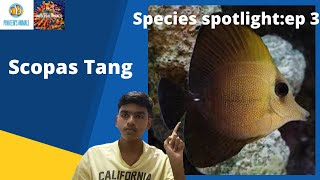 Review about Scopas tang/ species spotlight ep 3/ ep  42