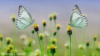 Serenity Zen - 30 minutes - Rest Time and Calm Music - Wellness Series -#sleepmusic #calmmusic #calm