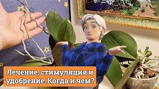 3 правила для полива орхидей. Жаль, что я не знала их раньше