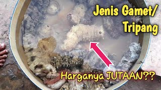 Jenis Gamat, Timun Laut / Tripang, Yg Memiliki Harga Jual Tinggi