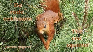 Rode eekhoorn / red squirrel / Écureuil roux (Sciurus vulgaris)