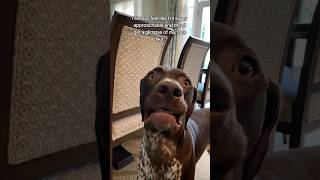 A face only a mother could love #gsp #germanshorthairedpointer #funnydog #cutedog #puppy #dogvideo