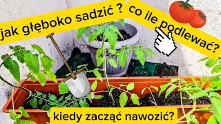 jak głęboko sadzić pomidory, kiedy zacząć nawozić